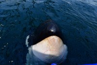 Эксперты: у белух и косаток в "китовой тюрьме" быстро развиваются кожные заболевания, Фото: 6