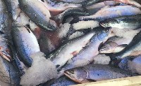 В Южно-Сахалинске появился свежий лосось по 160 рублей, Фото: 5