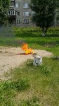 пчелы у детского сада, Фото: 3