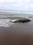 Гнилую тушу морского животного нашли на берегу возле Взморья, Фото: 1