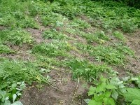 В сопках в Анивском районе обнаружены около 500 кустов конопли, Фото: 5