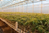 На Сахалине открыли новый тепличный комплекс , Фото: 1