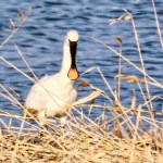 Редких птиц заметили на озере Тауро в Углегорском районе, Фото: 4