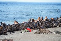 Тюлень с практически отрезанной головой пришёл за помощью к сахалинцам, Фото: 11