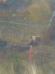 Двух молодых медведей заметили недалеко от школы в Курильске, Фото: 4