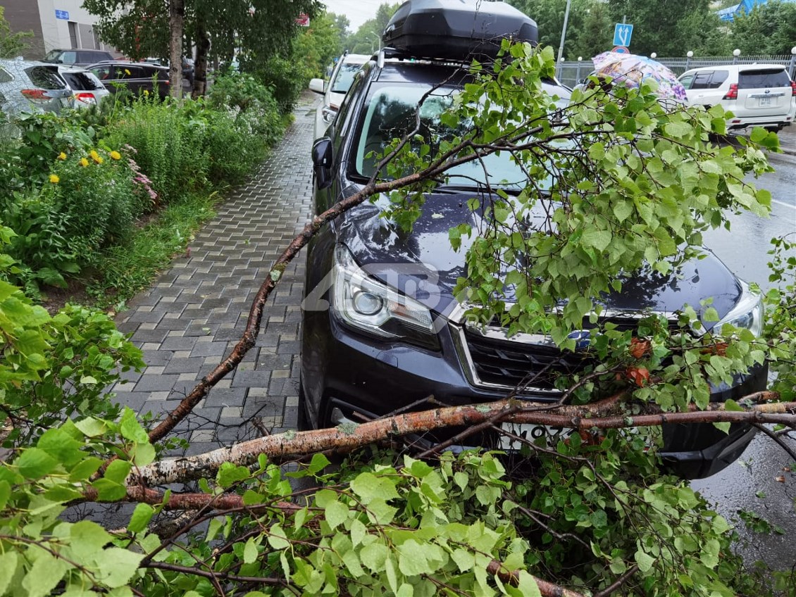 Половина дерева упала на кроссовер в Южно-Сахалинске - Новости Сахалинской  области. Происшествия – Фотогалерея, фото 6 - ASTV.ru