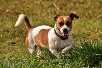 Самые дорогие породы собак на Сахалине, Фото: 1