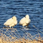 Редких птиц заметили на озере Тауро в Углегорском районе, Фото: 2