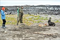 Сахалинцы помогли спасти морских котиков от смертоносных ошейников на Командорских островах, Фото: 6