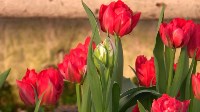 Полмиллиона тюльпанов в Южно-Сахалинске, Фото: 3