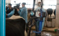 Переход молочного скота в зимние стойла завершился на Сахалине, Фото: 5