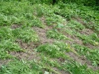 В сопках в Анивском районе обнаружены около 500 кустов конопли, Фото: 1