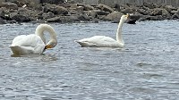 Две пары лебедей встречают туристов на набережной в Невельске, Фото: 3