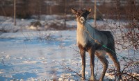 Якутские олени обживаются на севере Сахалина: фоторепортаж из Ногликского района, Фото: 1