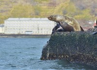 О том, что мусор смертелен для сивучей, узнали 250 сахалинцев, Фото: 6