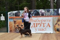 В рамках выставки беспородных собак в Южно-Сахалинске 8 питомцев обрели хозяев, Фото: 81