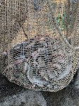 Сахалинские пограничники изъяли у браконьеров почти шесть тонн рыбы, Фото: 6
