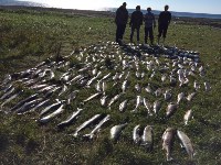 Более 600 кг кеты изъяли пограничники у браконьеров в Корсаковском районе, Фото: 6