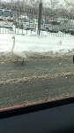 Лебедь гуляет по дорогам Южно-Сахалинска, Фото: 2