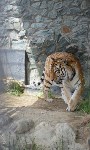 Тигру в сахалинском зоопарке исполнилось 9 лет, Фото: 5
