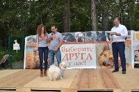 В рамках выставки беспородных собак в Южно-Сахалинске 8 питомцев обрели хозяев, Фото: 215
