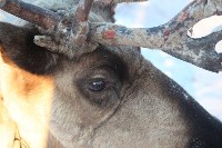 Якутские олени обживаются на севере Сахалина: фоторепортаж из Ногликского района, Фото: 51