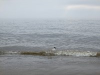 В районе Взморья сахалинцы спасли тюлененка, Фото: 4