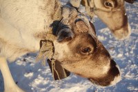 Якутские олени обживаются на севере Сахалина: фоторепортаж из Ногликского района, Фото: 42