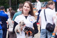В рамках выставки беспородных собак в Южно-Сахалинске 8 питомцев обрели хозяев, Фото: 177