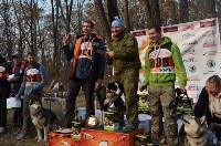 Сахалинские спортсмены стали призерами чемпионата по ездовому спорту в Хабаровске, Фото: 1