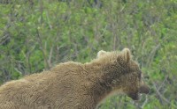 Молодой медведь пришёл на полигон в Северо-Курильске, Фото: 2