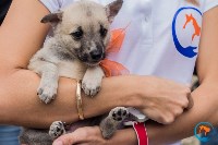 В рамках выставки беспородных собак в Южно-Сахалинске 8 питомцев обрели хозяев, Фото: 22