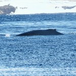 Горбатых китов заметили у берегов Парамушира , Фото: 2