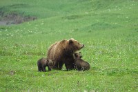 Медведица с малышами на Парамушире, Фото: 3