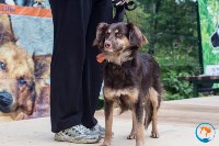 В рамках выставки беспородных собак в Южно-Сахалинске 8 питомцев обрели хозяев, Фото: 175