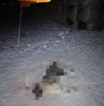 Бездомных собак отстреливают на Курилах , Фото: 1