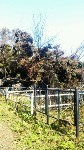 Кладбище в Яблочном завалило соснами, Фото: 9