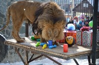 Три сотни гостей пришли поздравить льва в сахалинском зоопарке с днем рождения, Фото: 2