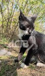 Кот с СВО, Фото: 4