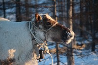 Якутские олени обживаются на севере Сахалина: фоторепортаж из Ногликского района, Фото: 6