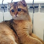 На конкурс astv.ru прислали больше ста фото теплолюбивых сахалинских котиков, и они потрясающие, Фото: 29