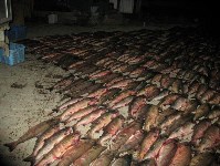 Перекупщика лосося, добытого браконьерами, задержали на Сахалине, Фото: 3