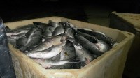 Более 3,5 тонн рыбы изъяли сахалинские полицейские у браконьеров, Фото: 2