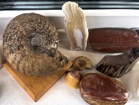 Сахалинский спасатель собрал коллекцию окаменелостей с 60-килограммовым аммонитом, Фото: 10