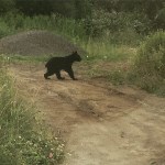 Медведица с двумя медвежатами пришла на свалку в Стародубском, Фото: 5