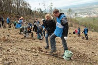 Две тысячи саженцев высадили на западном склоне «Горного воздуха», Фото: 7