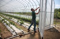 Сахалинский «клубничный» фермер собирает первый урожай из новой теплицы, Фото: 4