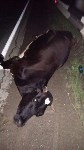Внедорожник сбил корову на въезде в березняки, Фото: 4