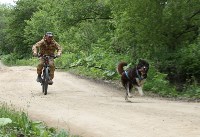 На «дальневосточном гектаре» в Корсакове детей учат дружить с собаками, Фото: 1