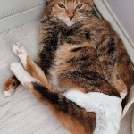 На конкурс astv.ru прислали больше ста фото теплолюбивых сахалинских котиков, и они потрясающие, Фото: 102